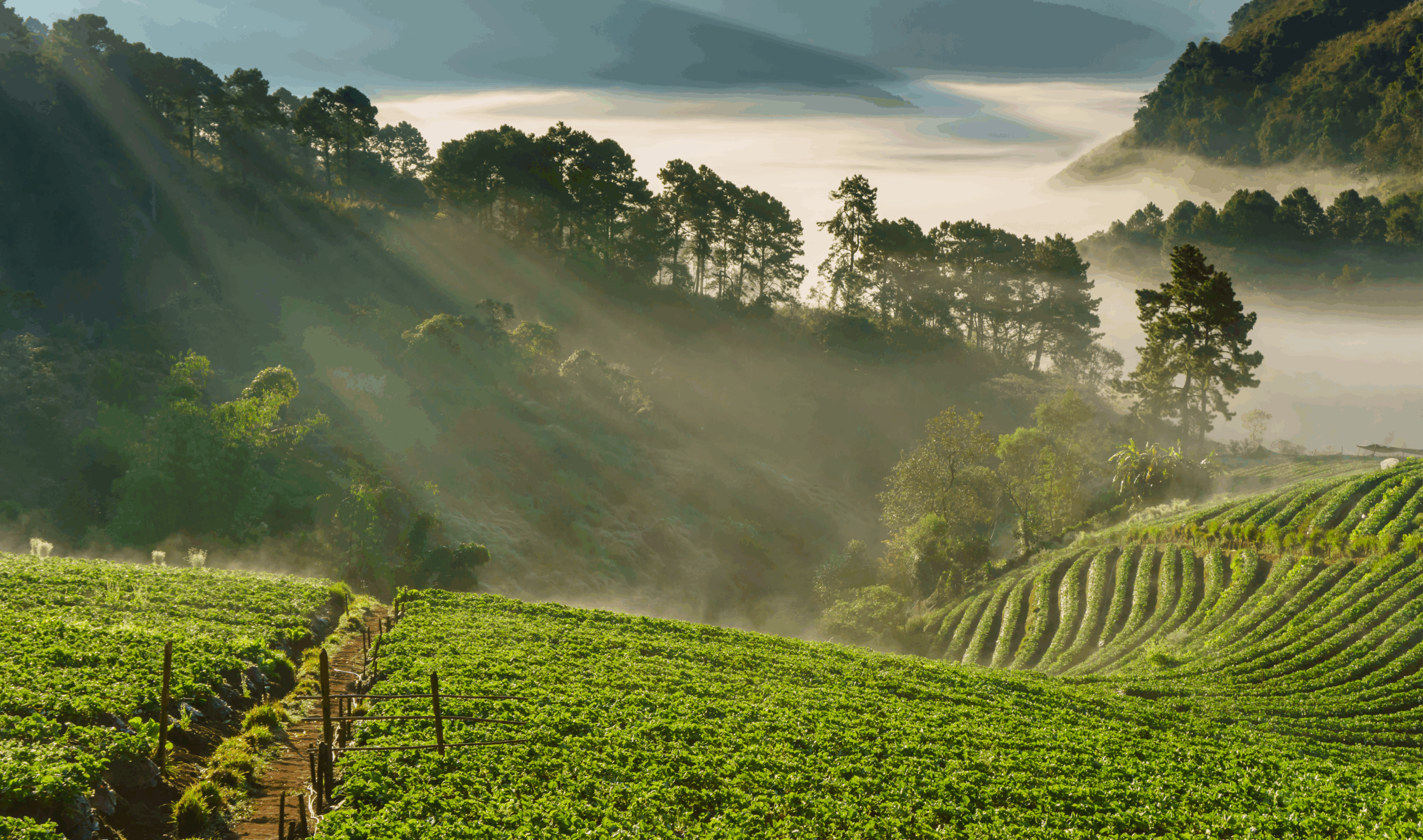 News insights about Vietnam Coffee Market